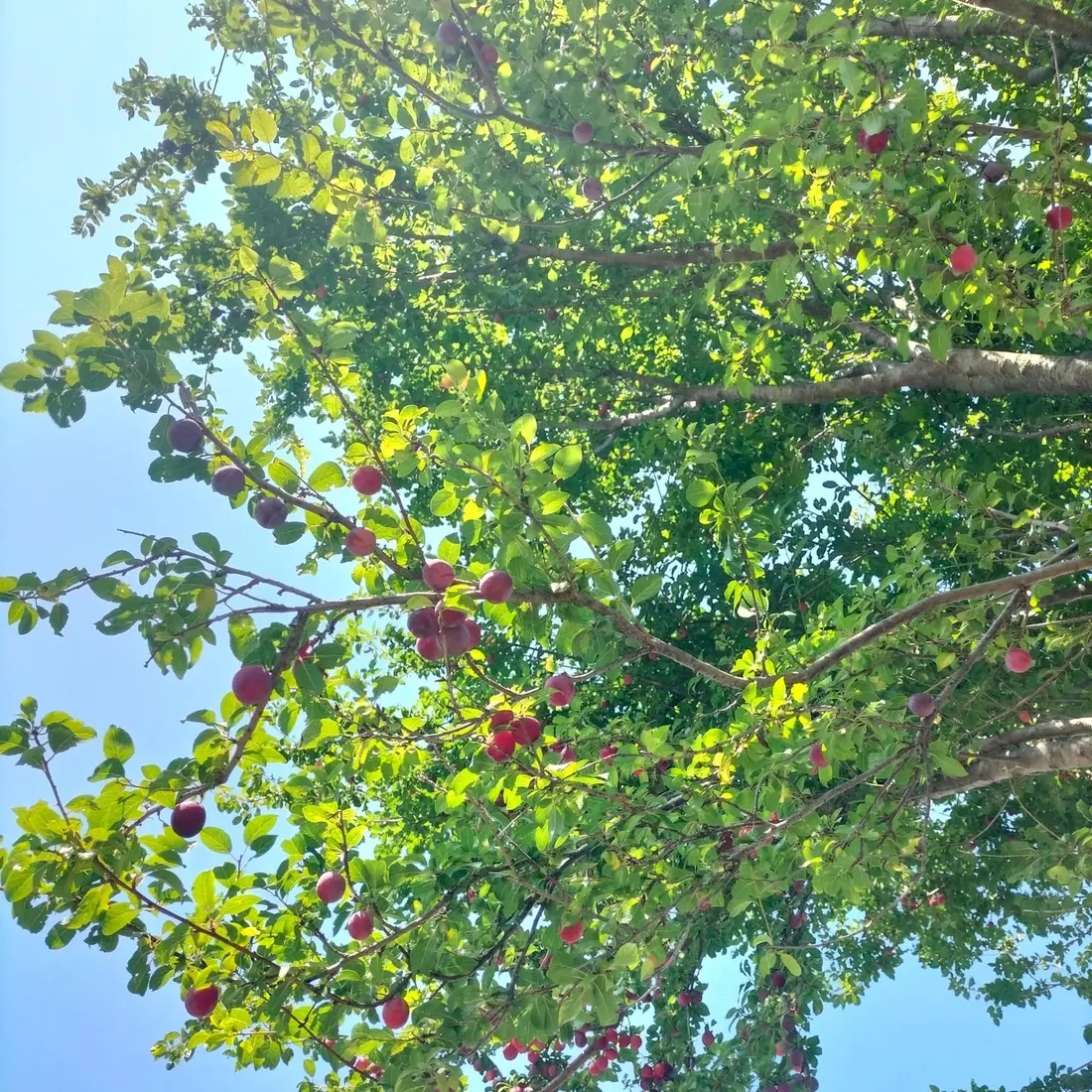 Un albero carico di frutti