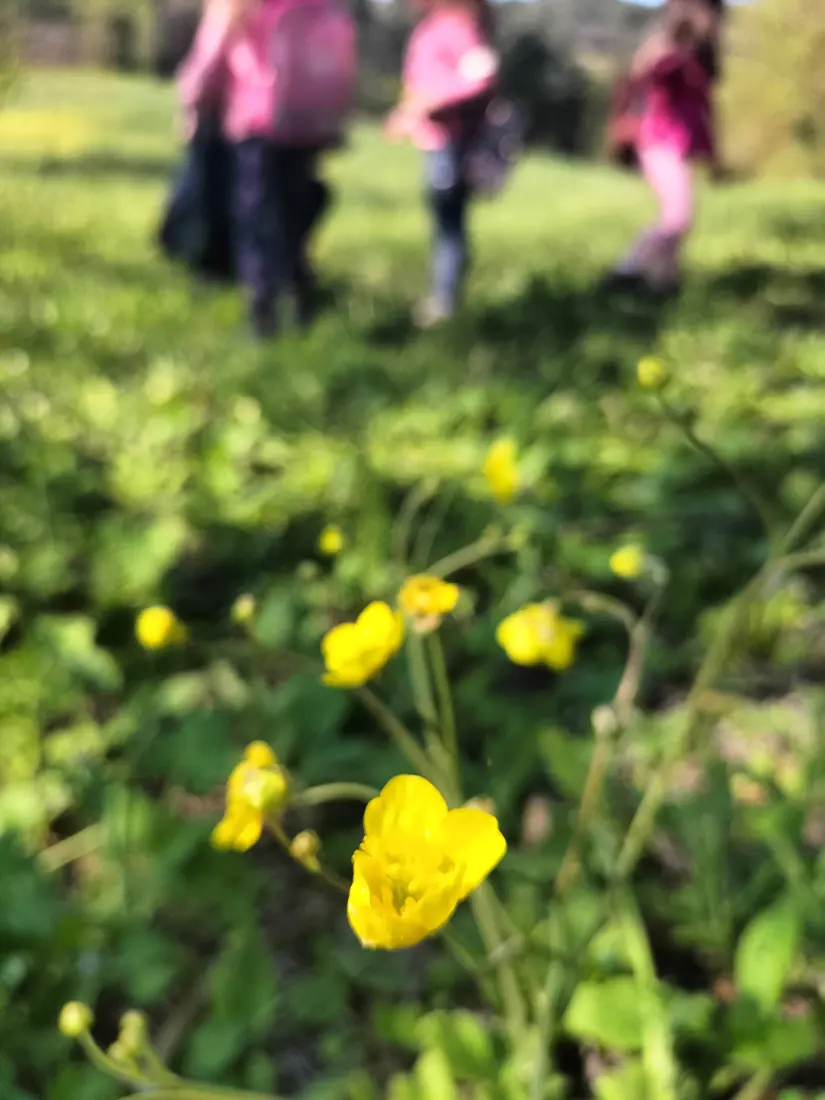 Fiori gialli visti da vicino