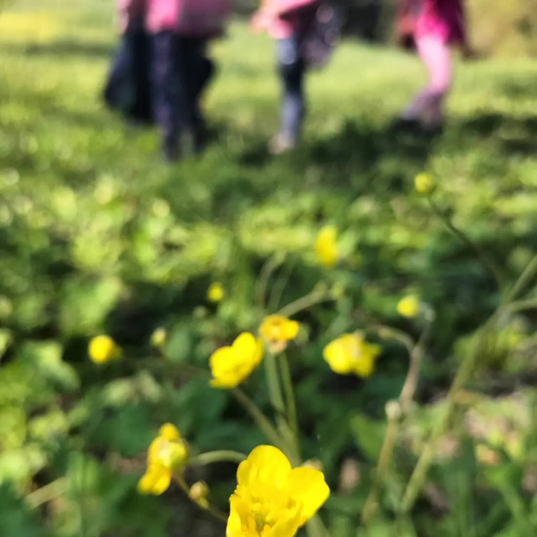 Fiori gialli nel prato